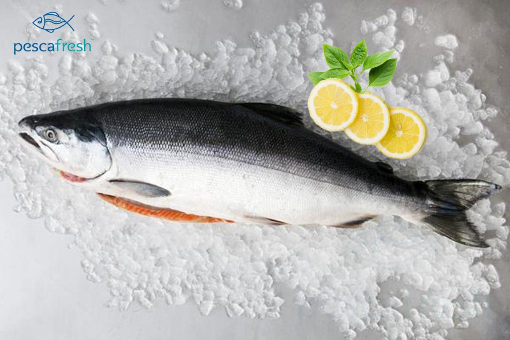 Pink Salmon whole Fish