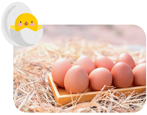 Hen House & Hatchery